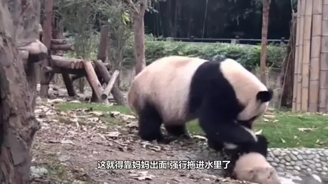 熊猫挂苹果版熊猫浏览器苹果版下载-第2张图片-太平洋在线下载