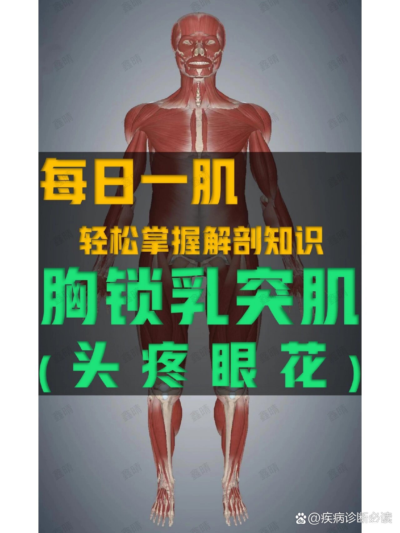肌肉解剖安卓版阿尔罗训练师安卓版下载