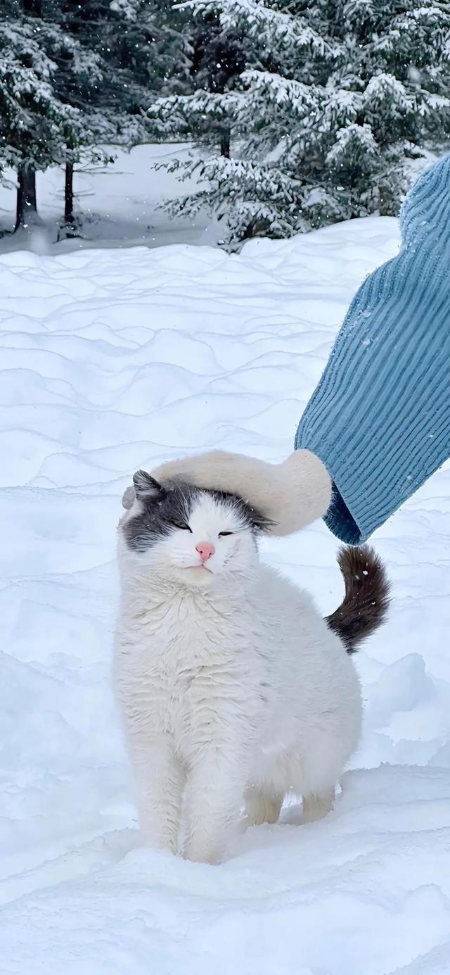 手机版可爱的猫怎么玩可爱宝贝游戏手机版在线玩