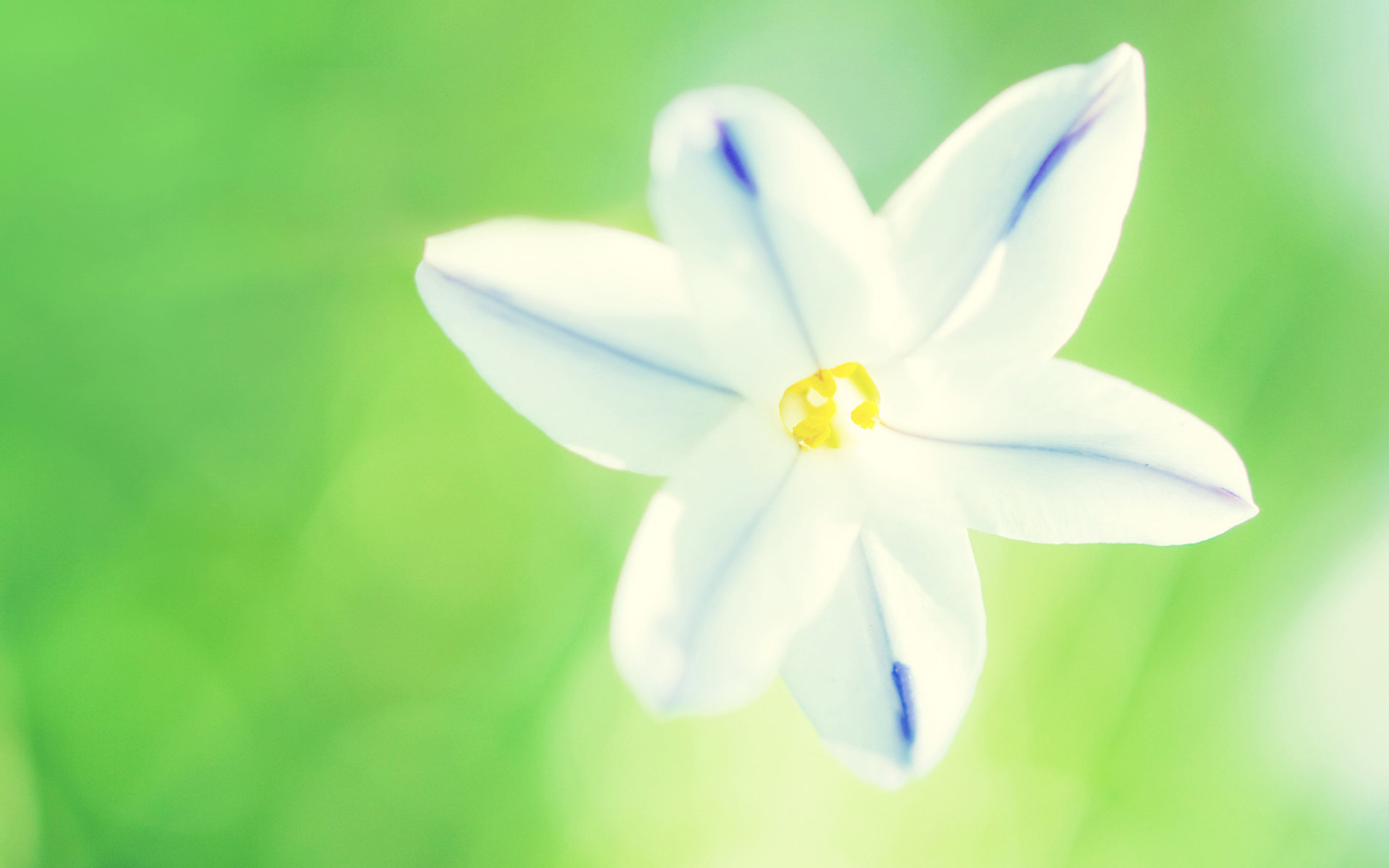 小花系统壁纸苹果版小米仿苹果ios主题