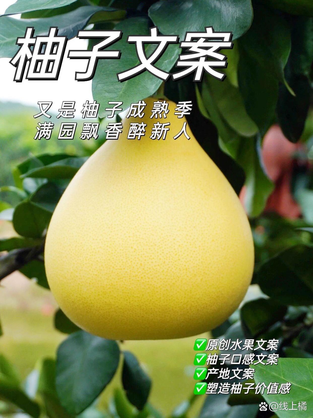 柚子阅读苹果手机版柚子阅读怎么用不了了